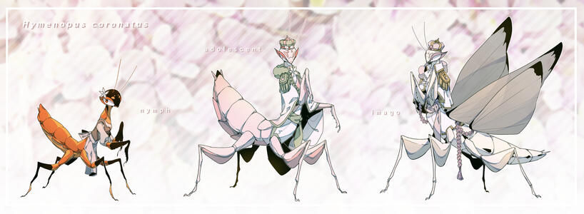 Orchid Mantis Queen